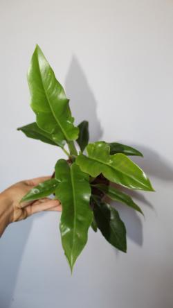 Sadnice - sobne biljke: Philodendron Narrow Escape